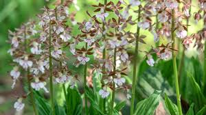 Image result for Calanthe