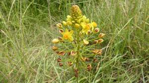 Image result for Bulbine narcissifolia