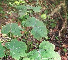 Image result for Solanum viarum