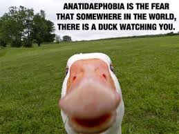 Anatidaephobia The Fear That Somewhere Somehow A Duck Is Watching You Funny Animals Funny Duck Duck Pictures