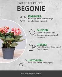 Pflanzen für die pralle sonne geeignete balkon und kübelpflanzen. Wie Pflegt Man Die Begonie Richtig Pflanzen Pflege Balkon Pflanzen Pflegeleicht Pflanzen