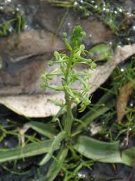 Image result for Habenaria lewallei