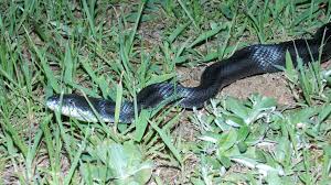 Black And Yellow Snake Texas Black Rat Snake Photo By Alan Wiltsie Snake Photos Reptiles And Amphibians Black Rat