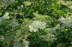 Green tea is a great source of antioxidants. What Is Elderflower Its Benefits Uses In Food And Medicine Simplybeyondherbs