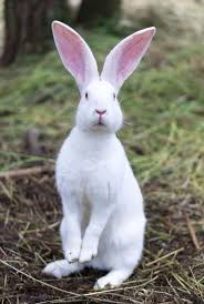  11 Rabbit Ideas Haiwan Peliharaan Belang