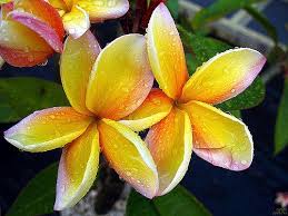 Rare Plumeria Flowers Plumeria Flowers Plumeria Pretty Flowers