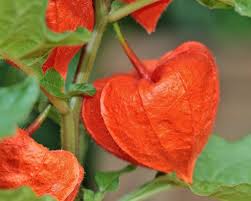 Lampionblume Plants Ornamental Plants Flowers