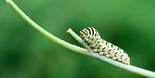 16.en ville la voiture dépense beaucoup plus d'essence que sur la route. La Chenille Verte Presentation D Un Papillon Plutot Nuisible