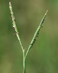 Image result for Paspalum plicatulum