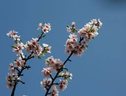 Maybe you would like to learn more about one of these? Free Photo Almond Tree Blossom Almond Blossom Flowers Free Download Jooinn