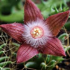 Image result for Duvalia