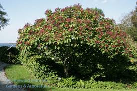 Image result for Clerodendrum melanocrater