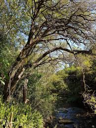 Image result for Dovyalis zeyheri