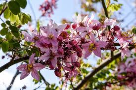 Image result for Cassia agnes