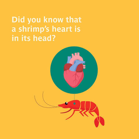 Did you know that a shrimp's heart is in its head? A shrimp keeps its heart, brain and even its stomach all in its head area. Its hard head shell helps protect