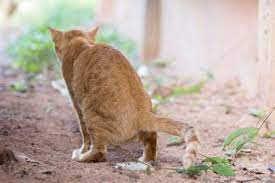 My male cat is trying to mate with another male cat. Male Cat Behavior Characteristics Lovetoknow