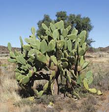 Spineless Form Of Opuntia Ficus Indica L Mill Picture By Gideon F Download Scientific Diagram