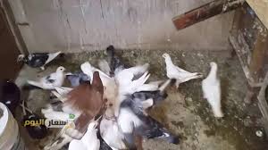كل ما تم ذكره يجعل من الحمام سعر اعلي وكلما قلت المواصفات الاصلية قل السعر. Ø£Ø³Ø¹Ø§Ø± Ø§Ù„Ø­Ù…Ø§Ù… Ø§Ù„Ø¨Ù„Ø¯Ù‰ ÙˆØ§Ù„ÙƒÙ†Ø¬ ÙˆØ§Ù„Ù‡Ø²Ø§Ø² ÙˆØ§Ù„Ø±ÙˆÙ…Ù‰ 2021 Ø£Ø³Ø¹Ø§Ø± Ø§Ù„ÙŠÙˆÙ…