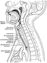 Sagittal Section Of The Neck And Head
