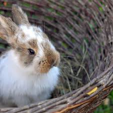 As a long time professional rabbit breeder in the us, i can assure your readers that rabbit is indeed a good and healthy source of food which is easy to raise on limited resources. Ben Fur Romans Brought Rabbits To Britain Experts Discover Pets The Guardian