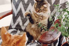 Kedi ve köpek kavgalarının neden olduğunu, eğer kedi ve köpek. Kopeklerle Kediler Neden Anlasamaz Hayvangiller