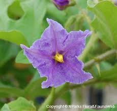 Image result for Solanum linneanum