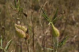 Image result for Gomphocarpus fruticosus