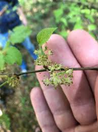 Image result for Celtis zenkeri