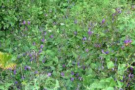 Image result for Brillantaisia pubescens