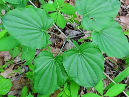Image result for Dioscorea hirtiflora