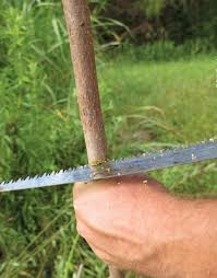 Grafting is a fast and reliable technique for the propagation of fruit trees. Step By Step Guide To Grafting Fruit Trees Mossy Oak