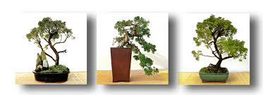 A 1l watering can is ideal or. Herons Bonsai Nursery Near Lingfield What Is A Bonsai