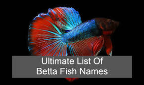 Luckily, the key to preventing bloat and any disease are pretty similar and pretty simple! 1001 Betta Fish Names The Ultimate List Fish Spark
