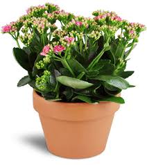 Image result for Kalanchoe