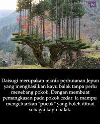Kayu meranti dan jenis kayu kalimantan lain masih menjadi salah satu kayu meranti jenis reng dan usuk sebenarnya hasil samping dari produk utama yang dieksport sehingga harganya relatif murah. Nak Fakta Twitterren Daisugi Merupakan Teknik Perhutanan Jepun Yang Menghasilkan Kayu Balak Tanpa Perlu Menebang Pokok Dengan Membuat Pemangkasan Pada Pokok Cedar Ia Mampu Mengeluarkan Pucuk Yang Boleh Dituai Sebagai Kayu Balak