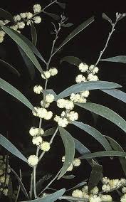 Image result for Acacia melanoxylon