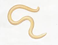 There are lots of home remedies for treating tapeworm infections, but the majority.i have a cat that i fell in love with, she is a good cat. How Do I Treat My Cat For Worms Your Cat