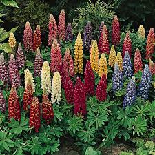 Lupine Seeds 7 Varieties Perennial Flower Seeds Flowers Perennials Lupine Flowers Flower Seeds