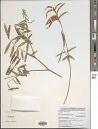 Image result for Tephrosia lupinifolia