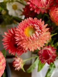 Image result for Helichrysum lastii