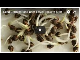 The germination period in the paper towels method tends to vary depending on the type of seeds being germinated. Paper Towel Method To Seed Germination Step 2 Youtube