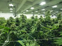 Plus, their overall energy draw is low. Growing Marijuana Indoors For Beginners Cannabis Wiki