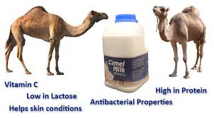 Pasteurized camel milk and raw camel milk colostrum. White Camel Milk Powder Rs 5000 Kg Eric India Agro Food Private Limited Id 16228032048
