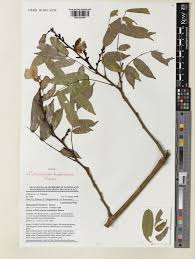 Image result for Platysepalum