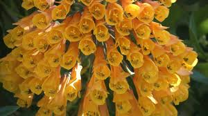 Making gifting quick & easy. The San Francisco Botanical Garden May Be Closed But You Can Still See The Colorful Spring Bloom Inside Abc7 San Francisco