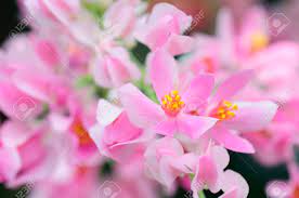 Maybe you would like to learn more about one of these? South American Native Pink Flowers Asahikazura Stock Photo Picture And Royalty Free Image Image 46350548