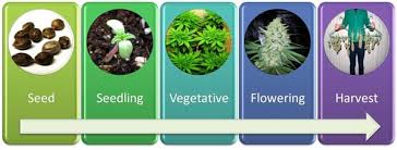Are they just bad seed or are they just. How Long Does It Take To Grow Weed Indoors Grow Weed Easy
