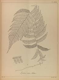 Image result for Pseudocyclosorus