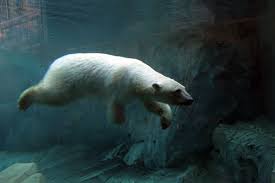 The arctic ice bowl is one of the most harsh and unforgiving environments on earth, and one to which the polar bear is superbly adapted. Polar Bear Utah S Hogle Zoo