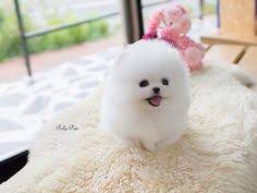 Teacup Pomeranian Small Dog Breeds In India With Price